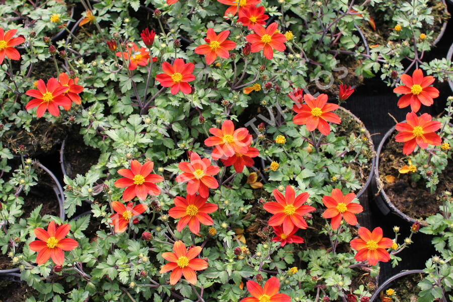 Dvouzubec prutolistý - Bidens ferulifolia 'Bidy Boom Red'