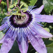 Mučenka 'Betty Miles Young' - Passiflora 'Betty Miles Young'