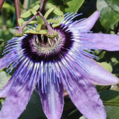 Mučenka 'Betty Miles Young' - Passiflora 'Betty Miles Young'