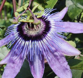 Mučenka 'Betty Miles Young'