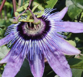 Mučenka 'Betty Miles Young' - Passiflora 'Betty Miles Young'