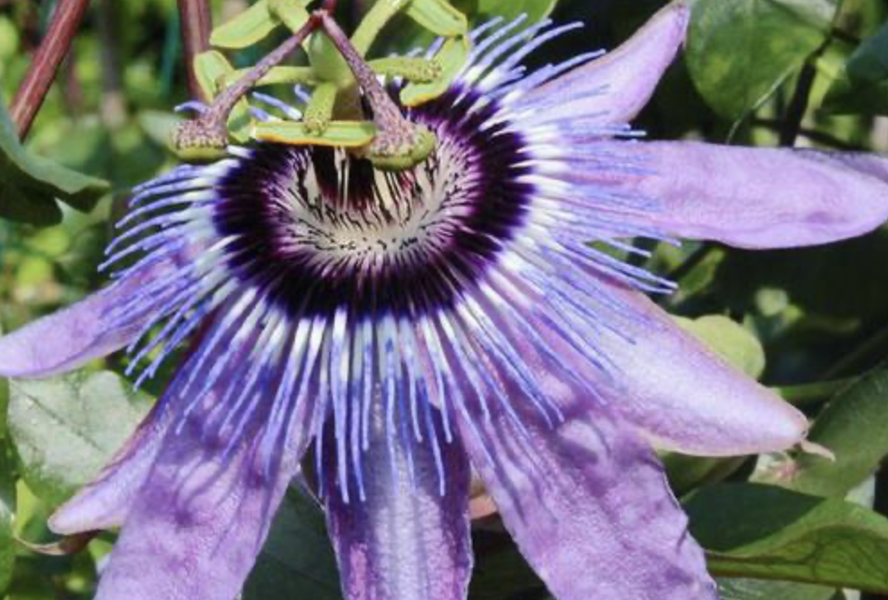Mučenka 'Betty Miles Young' - Passiflora 'Betty Miles Young'