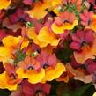 Hledíkovka 'Lyric Copper' - Nemesia hybrida 'Lyric Copper'