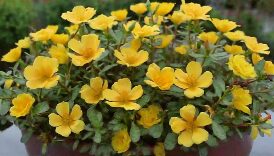 Šrucha 'Pazzaz Nano Gold' - Portulaca umbraticola 'Pazzaz Nano Gold'