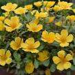 Šrucha 'Pazzaz Nano Gold' - Portulaca umbraticola 'Pazzaz Nano Gold'