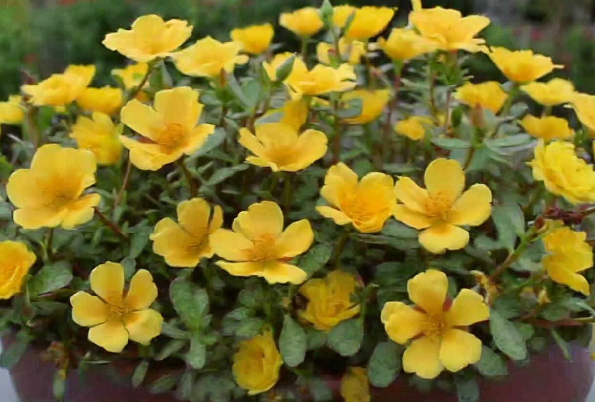 Šrucha 'Pazzaz Nano Gold' - Portulaca umbraticola 'Pazzaz Nano Gold'
