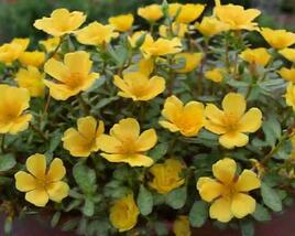Šrucha 'Pazzaz Nano Gold'