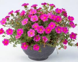 Šrucha 'Pazzaz Nano Purple'