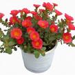Šrucha 'Pazzaz Nano Tropical Punch' - Portulaca umbraticola 'Pazzaz Nano Tropical Punch'