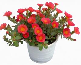Šrucha 'Pazzaz Nano Tropical Punch'