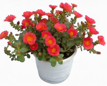 Šrucha 'Pazzaz Nano Tropical Punch'