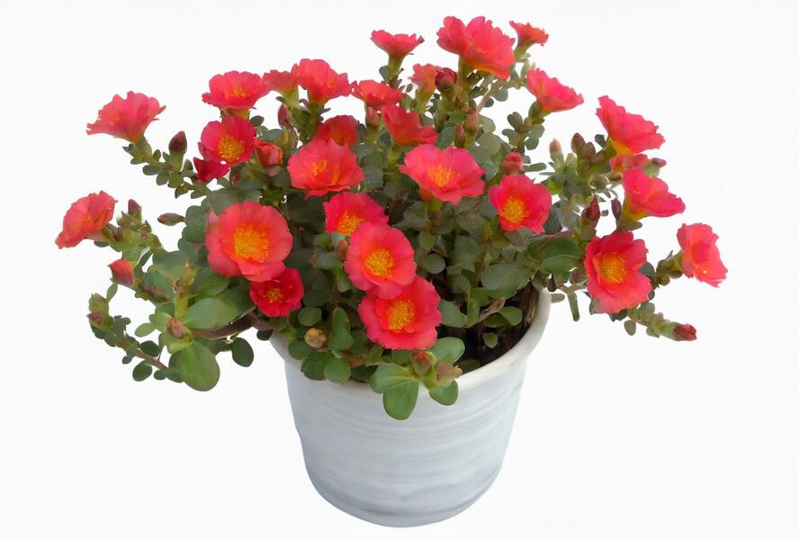 Šrucha 'Pazzaz Nano Tropical Punch' - Portulaca umbraticola 'Pazzaz Nano Tropical Punch'