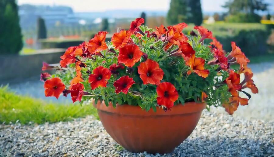 Petúnie 'Petchoa BeautiCal Red Maple' - Petunia hybrida 'Petchoa BeautiCal Red Maple'