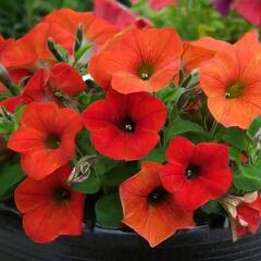 Petúnie 'Petchoa BeautiCal Red Maple' - Petunia hybrida 'Petchoa BeautiCal Red Maple'