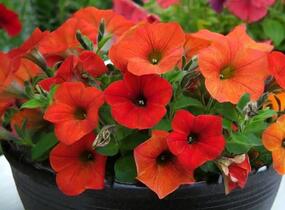 Petúnie 'Petchoa BeautiCal Red Maple' - Petunia hybrida 'Petchoa BeautiCal Red Maple'