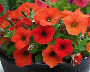 Petúnie 'Petchoa BeautiCal Red Maple'