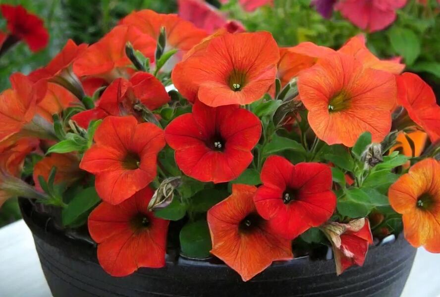 Petúnie 'Petchoa BeautiCal Red Maple' - Petunia hybrida 'Petchoa BeautiCal Red Maple'
