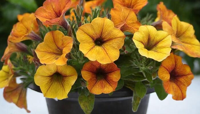 Petúnie 'Petchoa BeautiCal Sunset Orange' - Petunia hybrida 'Petchoa BeautiCal Sunset Orange'