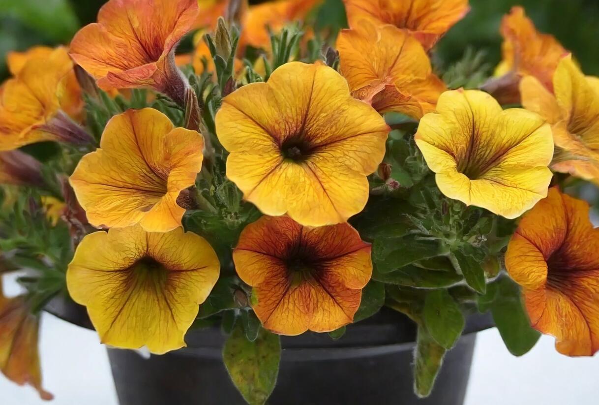 Petúnie 'Petchoa BeautiCal Sunset Orange' - Petunia hybrida 'Petchoa BeautiCal Sunset Orange'
