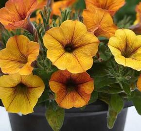 Petúnie 'Petchoa BeautiCal Sunset Orange' - Petunia hybrida 'Petchoa BeautiCal Sunset Orange'