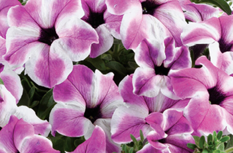 Petúnie 'Red Carpet Orchid Frost' - Petunia hybrida 'Red Carpet Orchid Frost'