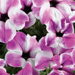 Petúnie 'Red Carpet Orchid Frost' - Petunia hybrida 'Red Carpet Orchid Frost'