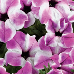 Petúnie 'Red Carpet Orchid Frost' - Petunia hybrida 'Red Carpet Orchid Frost'