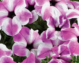 Petúnie 'Red Carpet Orchid Frost'