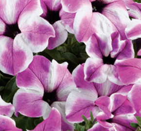 Petúnie 'Red Carpet Orchid Frost' - Petunia hybrida 'Red Carpet Orchid Frost'