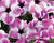 Petúnie 'Red Carpet Orchid Frost'