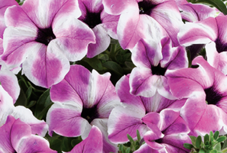 Petúnie 'Red Carpet Orchid Frost' - Petunia hybrida 'Red Carpet Orchid Frost'