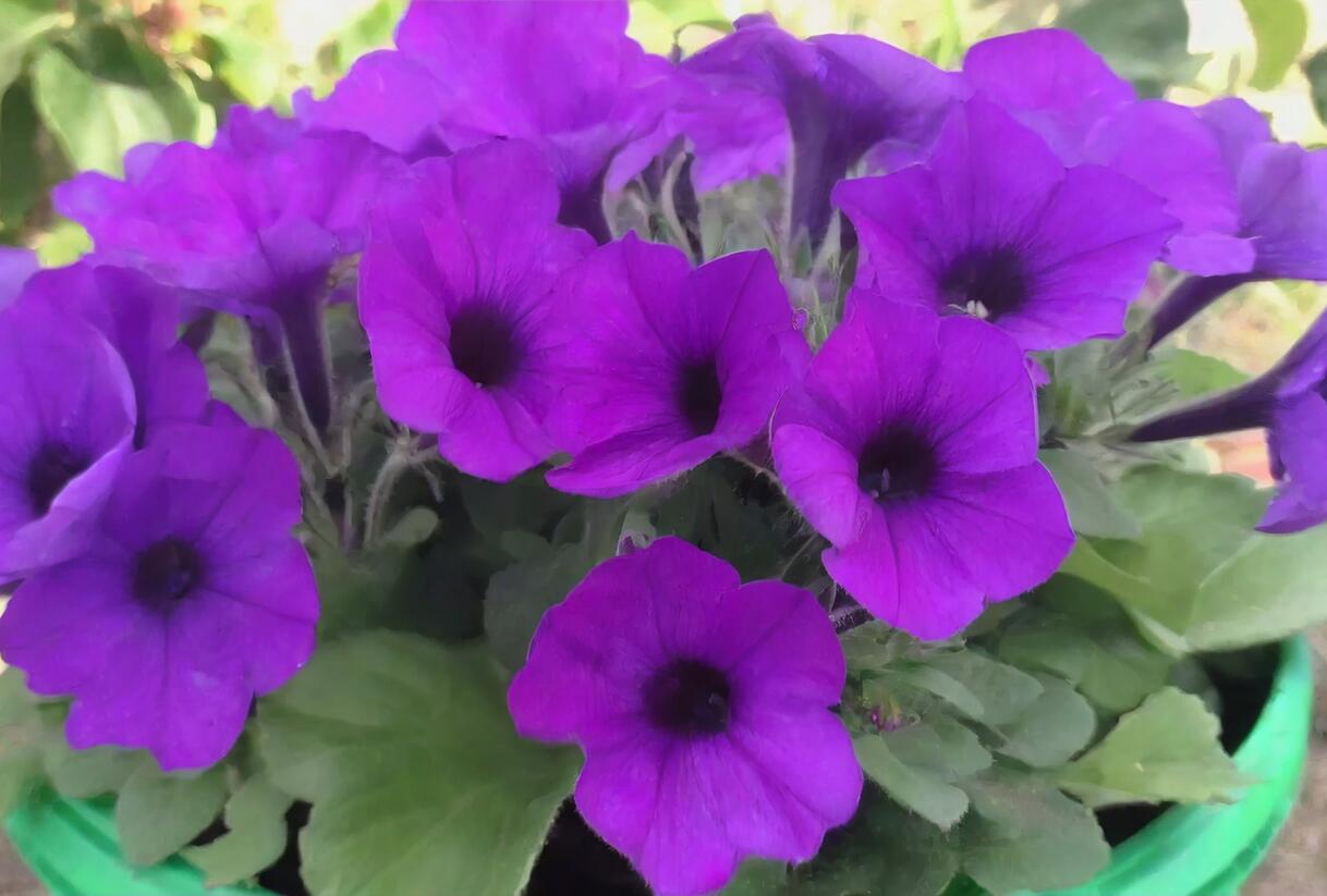 Petúnie, surfínie 'Violet' - Petunia hybrida Surfinia 'Violet'