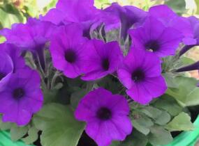 Petúnie, surfínie 'Violet' - Petunia hybrida Surfinia 'Violet'