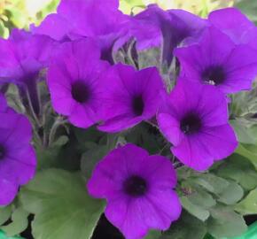 Petúnie 'Violet' - Petunia hybrida Surfinia 'Violet'