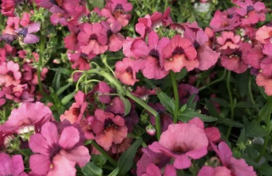 Hledíkovka 'Nesia Magenta' Nemesia hybrida 'Nesia Magenta