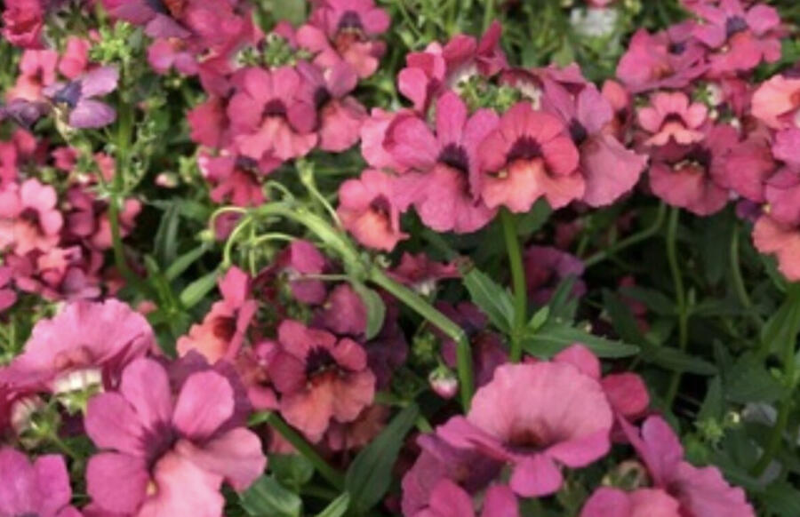 Hledíkovka 'Nesia Magenta' - Nemesia hybrida 'Nesia Magenta'