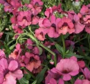 Hledíkovka 'Nesia Magenta'