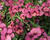 Hledíkovka 'Nesia Magenta'