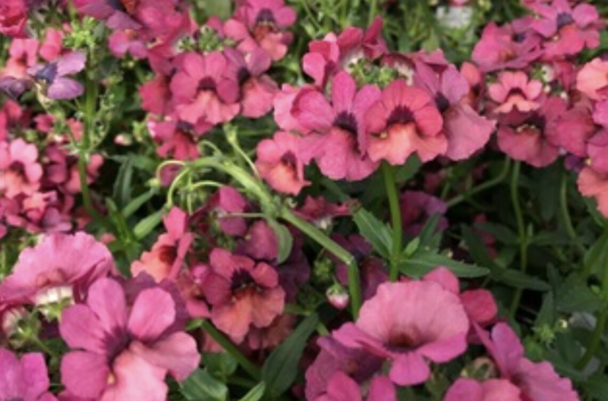 Hledíkovka 'Nesia Magenta' - Nemesia hybrida 'Nesia Magenta'