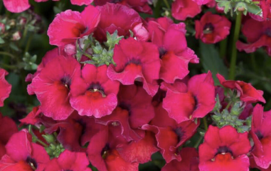 Hledíkovka 'Nesia Burgundy' - Nemesia hybrida 'Nesia Burgundy'