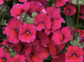 Hledíkovka 'Nesia Burgundy' - Nemesia hybrida 'Nesia Burgundy'