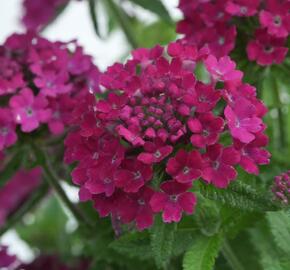 Verbena, sporýš 'Vanessa Compact Bordeaux' - Verbena hybrida 'Vanessa Compact Bordeaux'