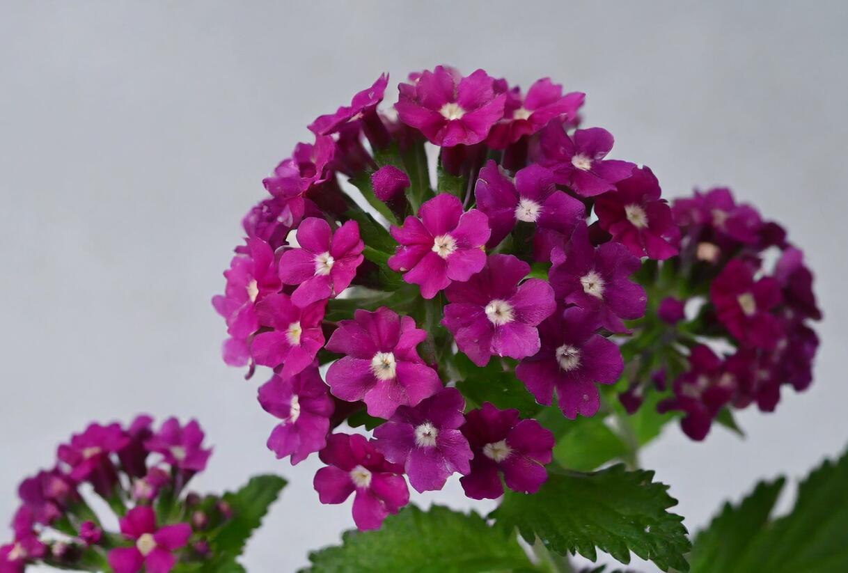 Sporýš 'Vanessa Magenta' - Verbena hybrida 'Vanessa Magenta'