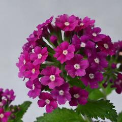 Verbena, sporýš 'Vanessa Magenta' - Verbena hybrida 'Vanessa Magenta'