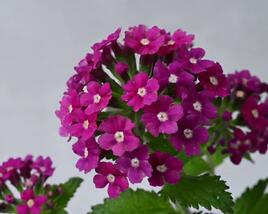 Sporýš 'Vanessa Magenta'