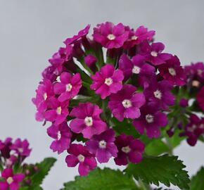 Verbena, sporýš 'Vanessa Magenta' - Verbena hybrida 'Vanessa Magenta'