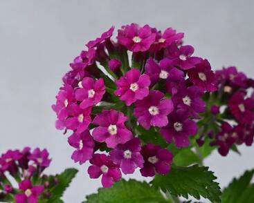 Sporýš 'Vanessa Magenta'