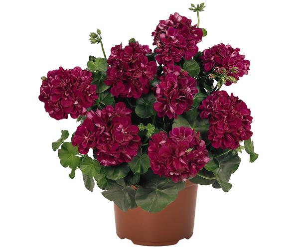 Muškát, pelargonie převislá plnokvětá 'Atlantic Burgundy' - Pelargonium peltatum 'Atlantic Burgundy'