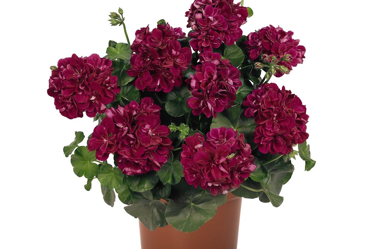 Muškát, pelargonie převislá plnokvětá 'Atlantic Burgundy' - Pelargonium peltatum 'Atlantic Burgundy'