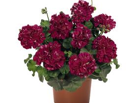 Muškát, pelargonie převislá plnokvětá 'Atlantic Burgundy' - Pelargonium peltatum 'Atlantic Burgundy'
